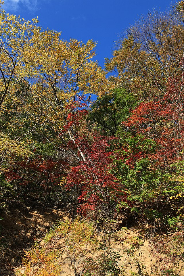 오대산 단풍