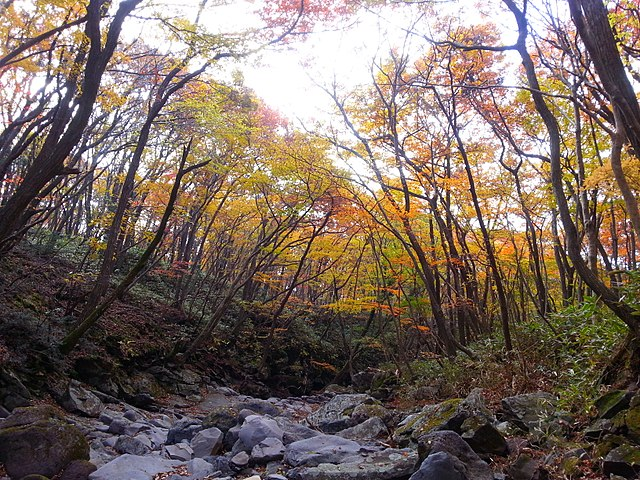 한라산 단풍